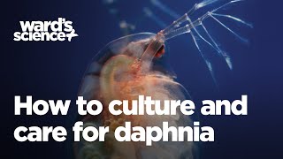 Caring and Culturing for Daphnia [upl. by Anerrol497]