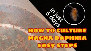 How to Culture Magna Daphnia Easily [upl. by Asial389]