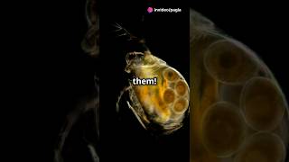 How to culture Daphnia for your Aquarium [upl. by Hutson975]