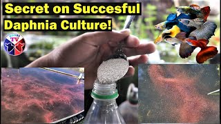 How to Culture Daphnia Successfully [upl. by Mandelbaum747]