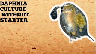 HOW TO CULTURE DAPHNIA NATURALLY WITHOUT A STARTER [upl. by Ecinwahs]