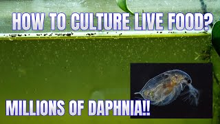 How to Culture Daphnia Secret Method to Breed MILLIONS  Simply Aquatic [upl. by Navad647]