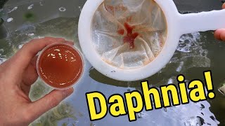 How I Culture Daphnia In Outdoor Tubs [upl. by Yliah592]