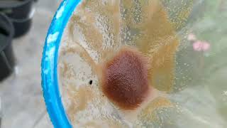 How to culture daphnia moina in a small container Part 1 English Subtitle [upl. by Peterec249]