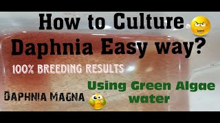 Daphnia MagnaHow to Culture Daphnia Easy wayCulturing Daphnia using Green water Daphnia [upl. by Mellette]