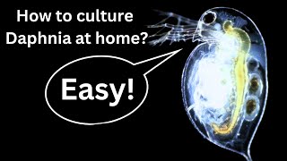 BEST Live Fish Food Beginner guide How to Culture Daphnia at home [upl. by Acilegna]