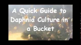 How to culture daphnia outside [upl. by Ahsitahs]