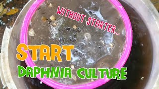 How to culture daphnia moina the easy way 1  Starting the Daphnia culture [upl. by Melborn]