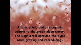 Daphnia  How to grow daphnia in your home [upl. by Aliuqat]