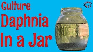 How to Culture Daphnia in a Jar [upl. by Ackley]