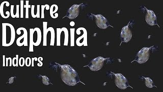 How to Culture Daphnia [upl. by Odnalor123]