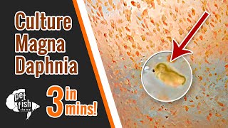 How to culture DAPHNIA MAGNA  The easy way [upl. by Orren169]