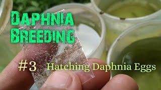 Daphnia Culture made simple and easy 3  Hatching Daphnia eggs [upl. by Retloc]