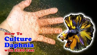 How to Culture Daphnia with ZERO Cost  Unlimited Live Food For Our Fish [upl. by Ylsew]