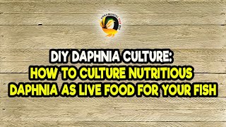 DIY Daphnia Culture How to Culture Nutritious Daphnia as Live Food for Your Fish [upl. by Ateinotna]