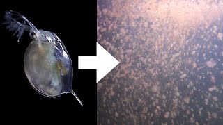 How I Culture Daphnia [upl. by Amathist590]