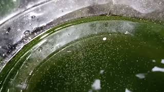 DAPHNIA MOINA CULTURE IN A SMALL BUCKET [upl. by Anilek418]