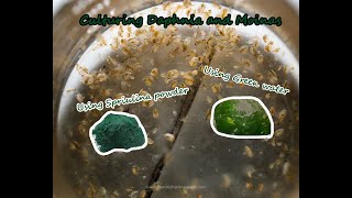 How To Culture Daphnia and Moinas using Green Water Spirulina powder [upl. by Axela]