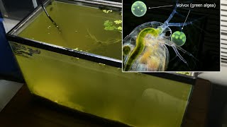 Raising Daphnia for the Freshwater Aquarium [upl. by Guthrey]