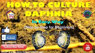 HOW TO CULTURE DAPHNIA In Easy Way [upl. by Ynnub676]